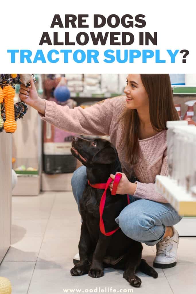 are dogs allowed in tractor supply