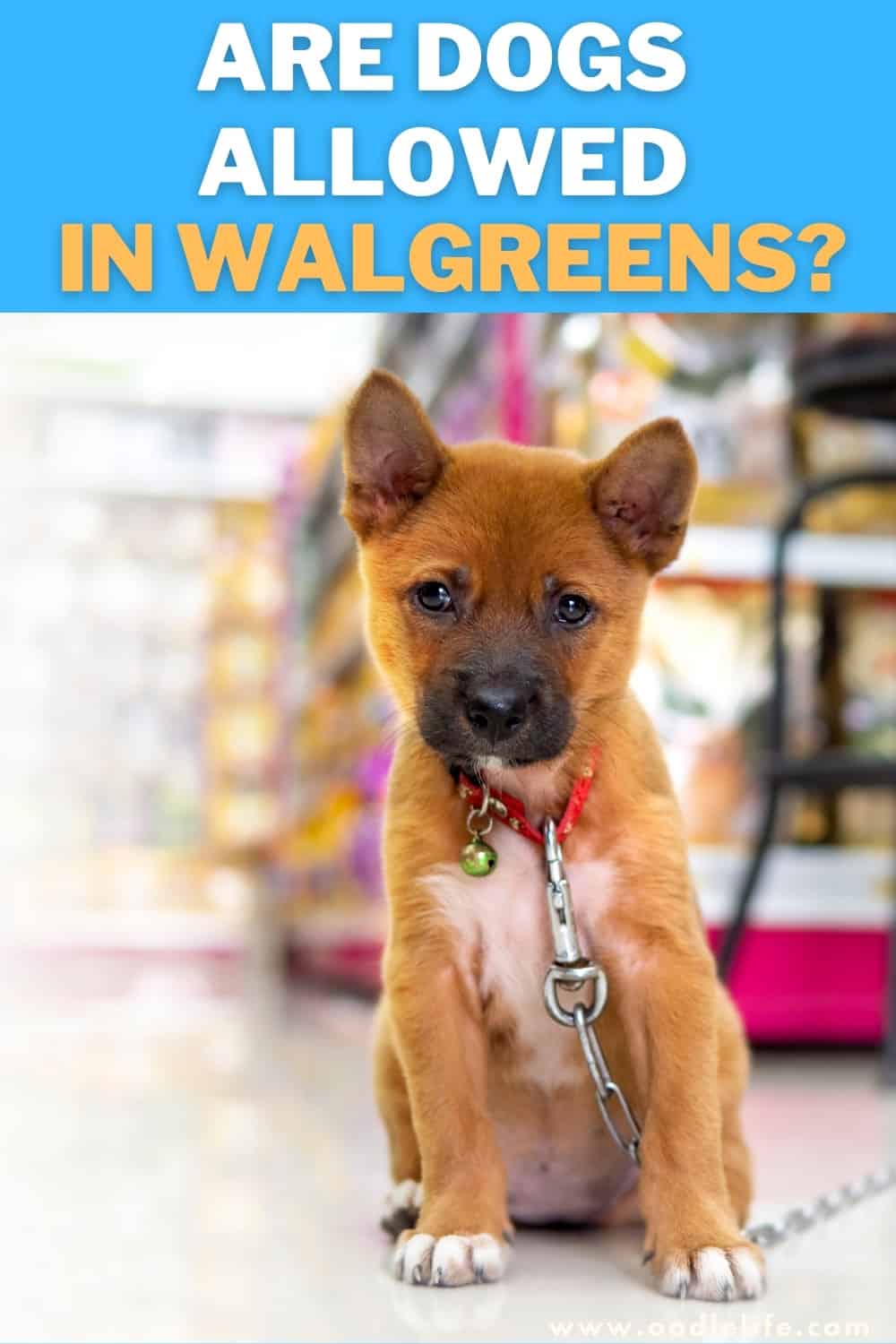 Are Dogs Allowed In Walgreens? (2022 Update) Oodle Life