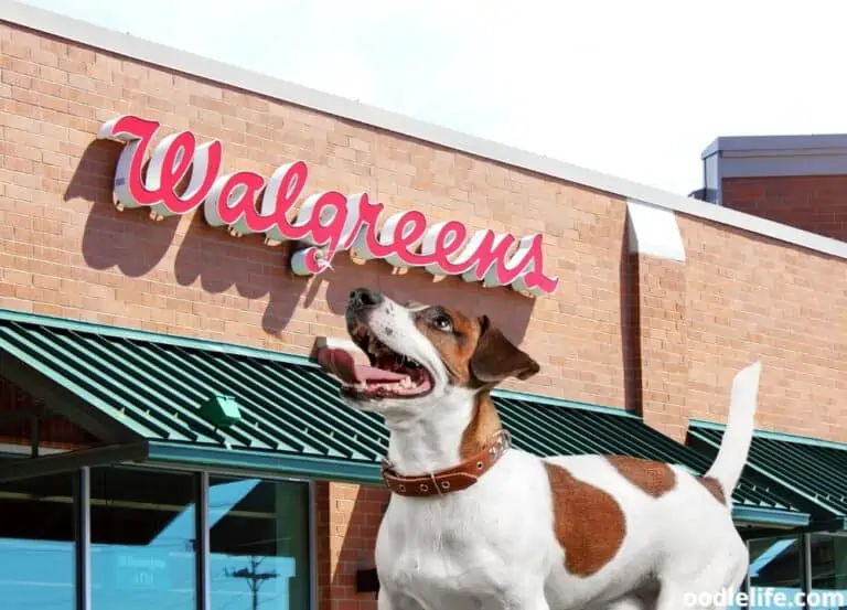 Are Dogs Allowed in Walgreens? (2023 Update)