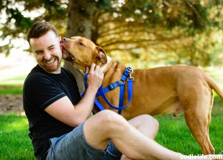 Pitbull Grooming Guide [Bath + Shiny Coat] Oodle Life