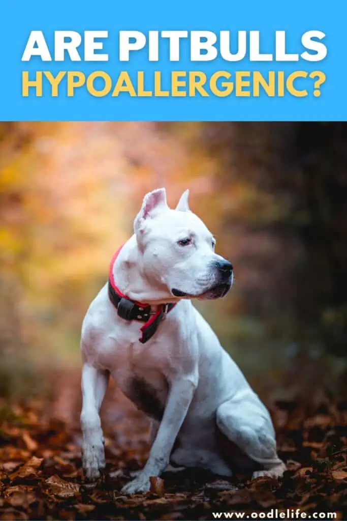 are Pitbulls hypoallergenic