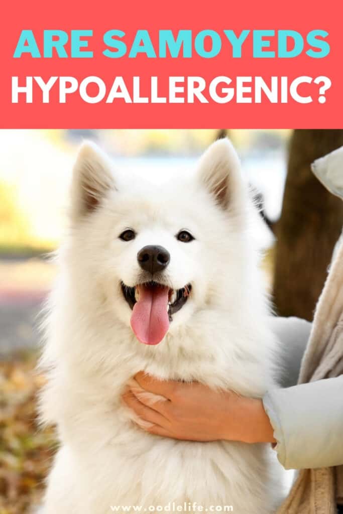 are Samoyeds hypoallergenic
