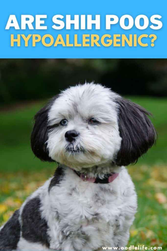 are shih poos hypoallergenic
