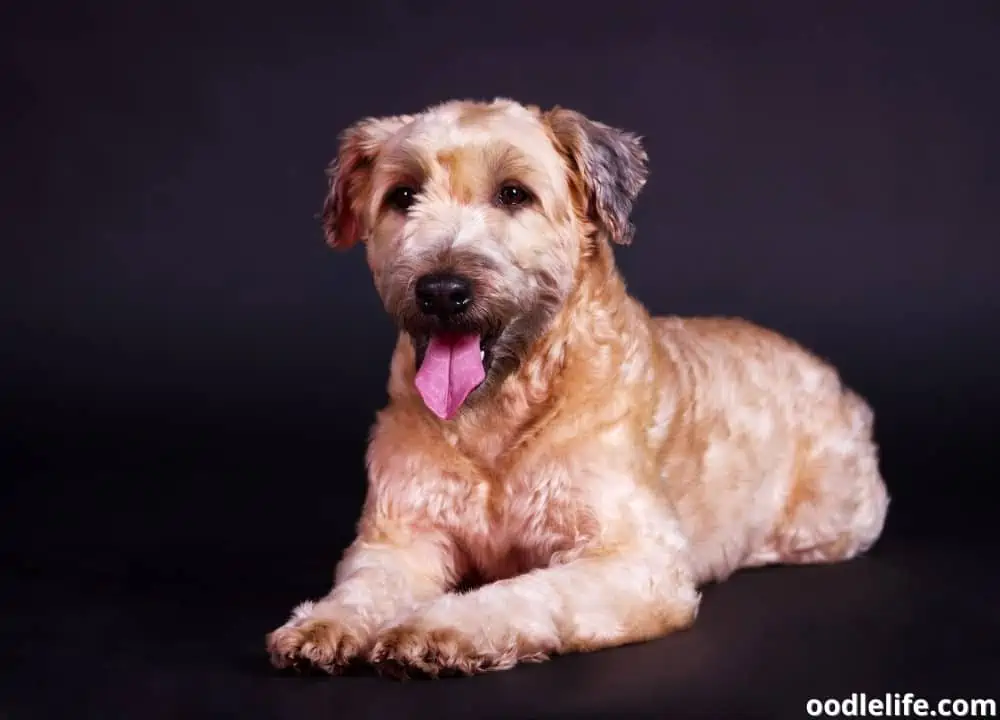 are soft coated wheaten terriers hypoallergenic