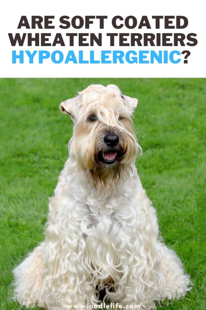 are soft coated wheaten terriers hypoallergenic