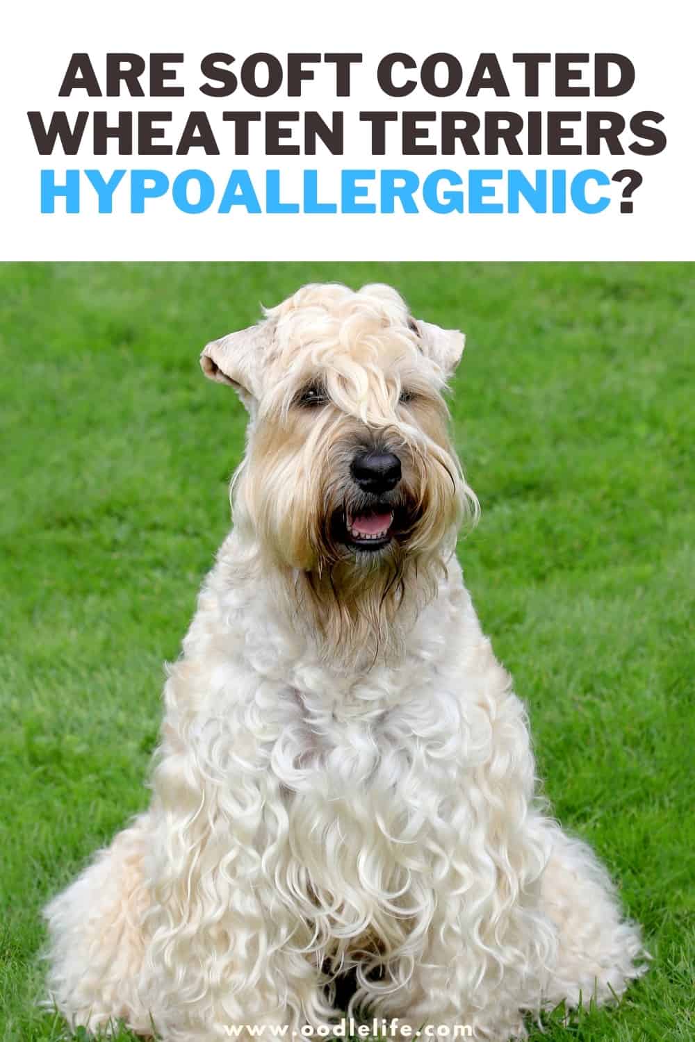 Are Soft Coated Wheaten Terriers Hypoallergenic Dogs? Oodle Life