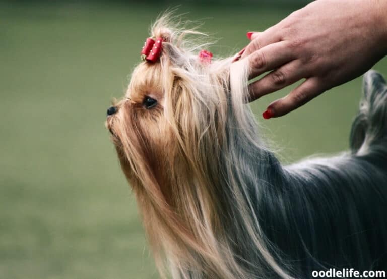 10 Best Yorkie Breeders In California (2023 Update) Oodle Life