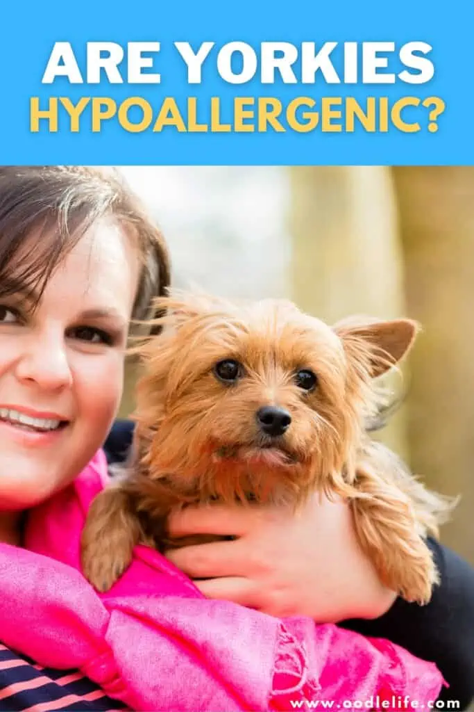 are Yorkies hypoallergenic