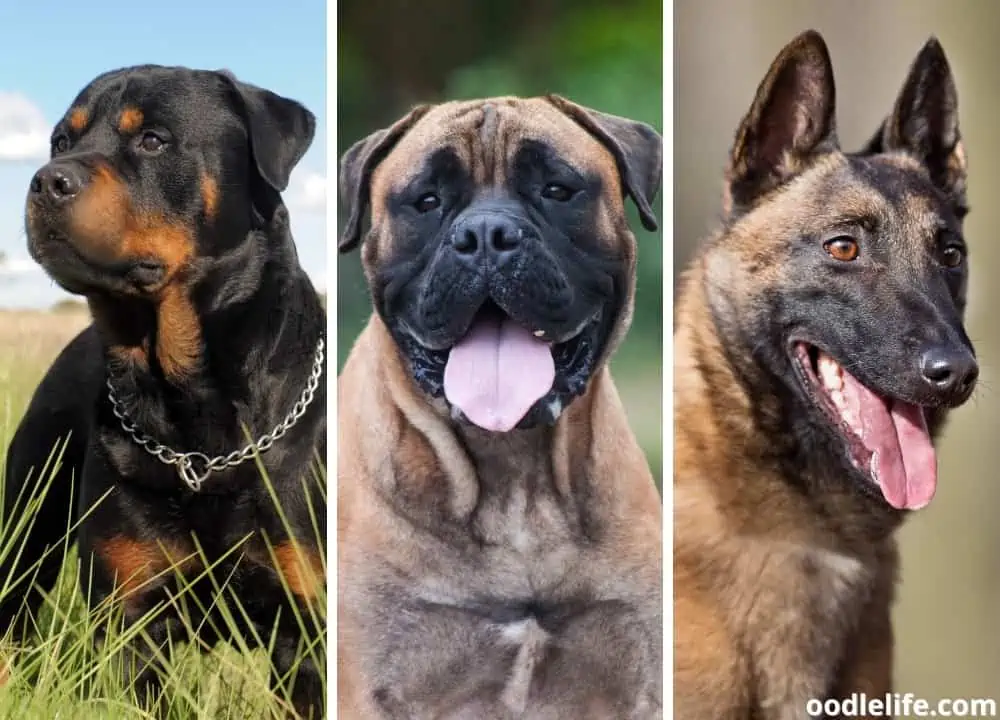 badass dog breeds