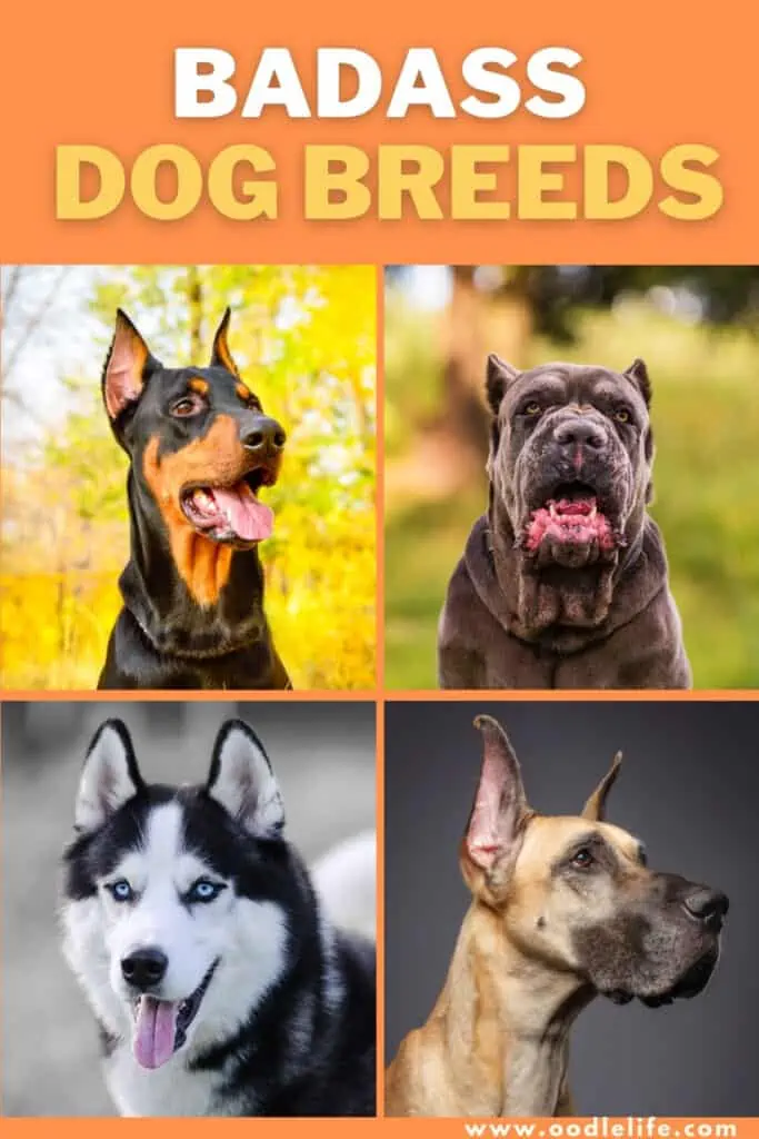 Most badass dog sales breeds