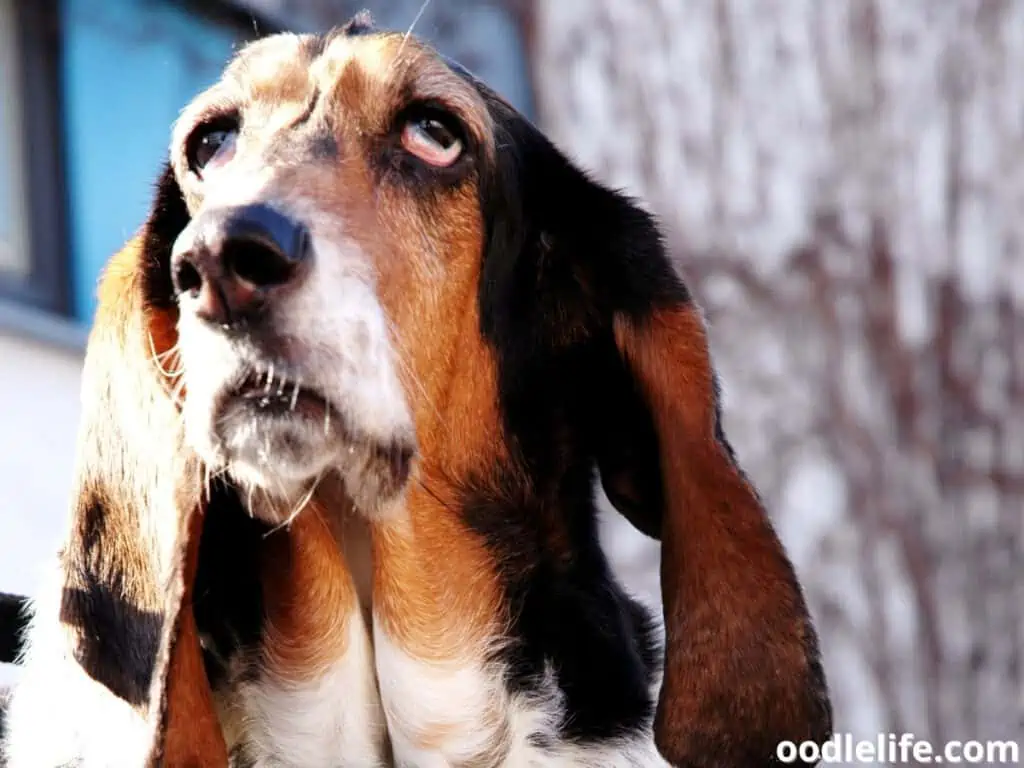 Basset Hound dog third eye lid