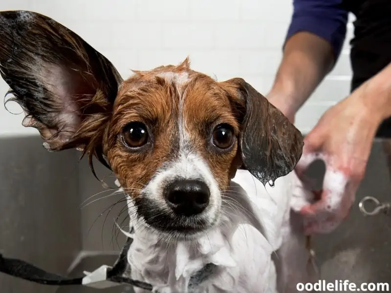 bathing Papillon