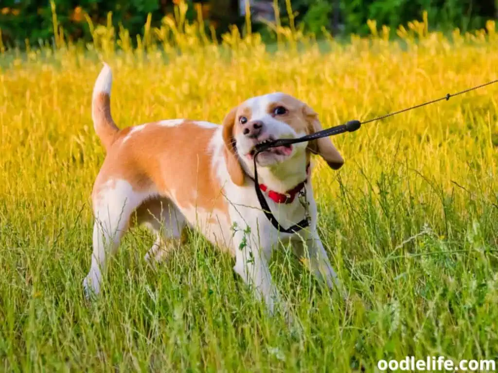 Beagle reluctant to walk