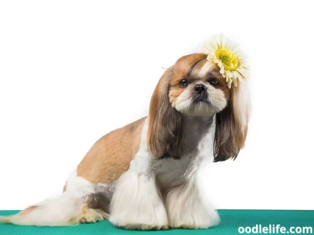 beautiful Shih Tzu