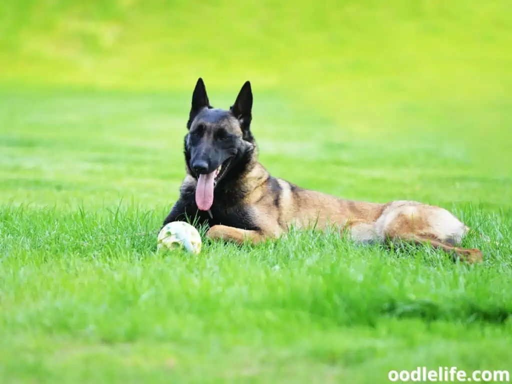 Belgian Malinois with a ball