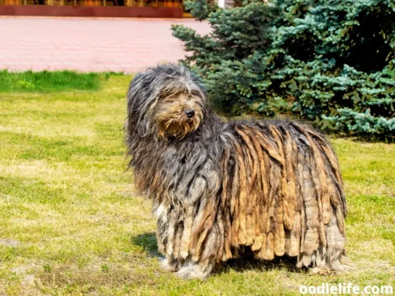 Bergamasco Sheepdog in a park