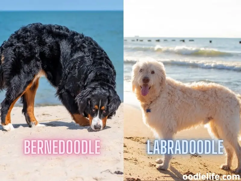 Bernedoodle and Labradoodle at the beach