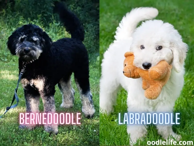 Bernedoodle and Labradoodle outdoors