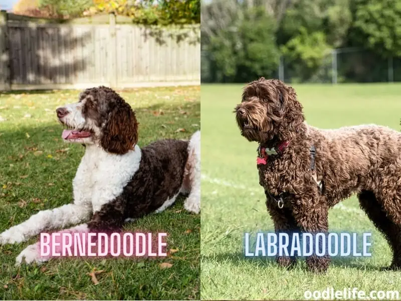 Bernedoodle and Labradoodle paying attention