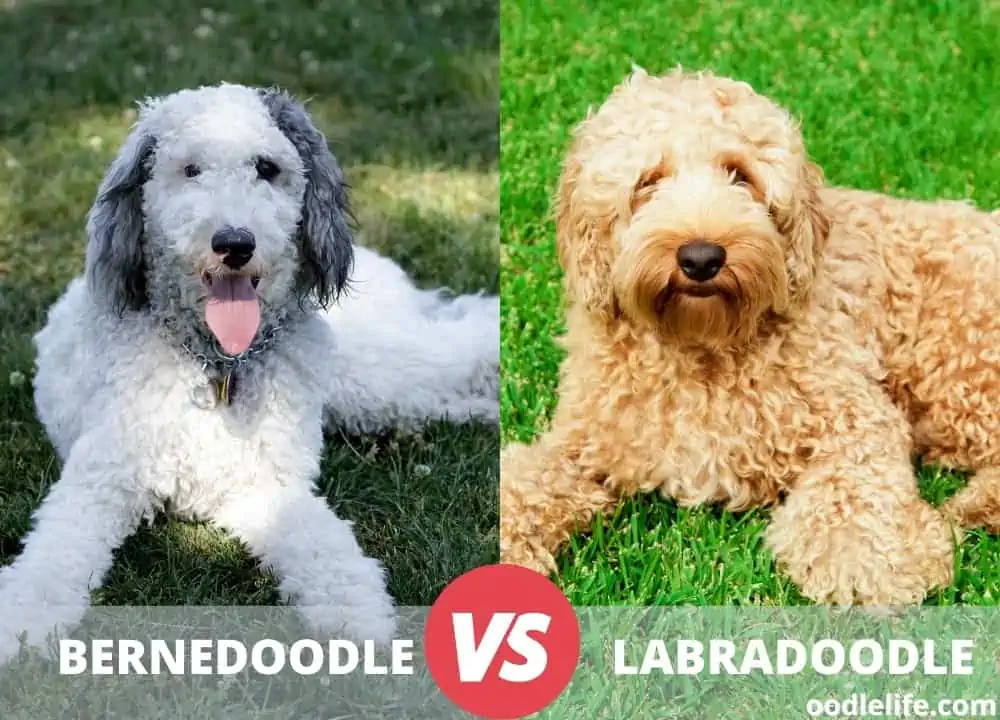 Bernedoodle vs Labradoodle
