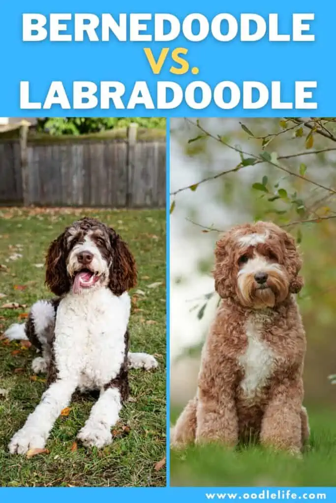 Bernedoodle vs Labradoodle