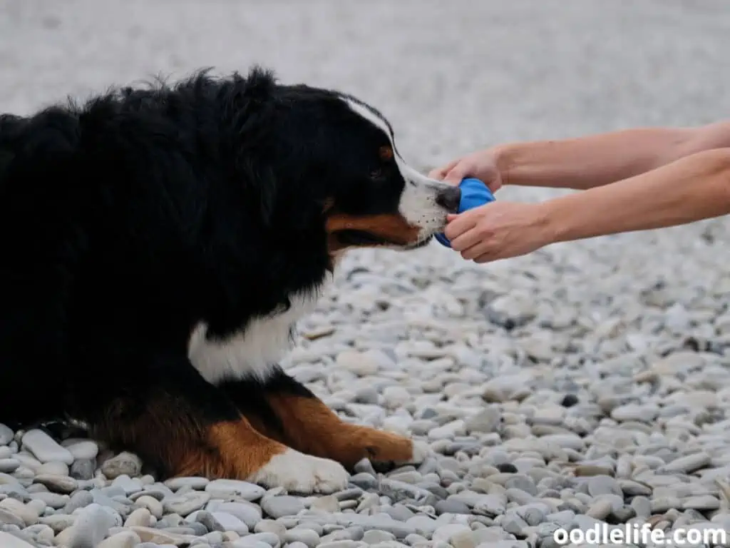 Bernese Mountain dog plays with owner