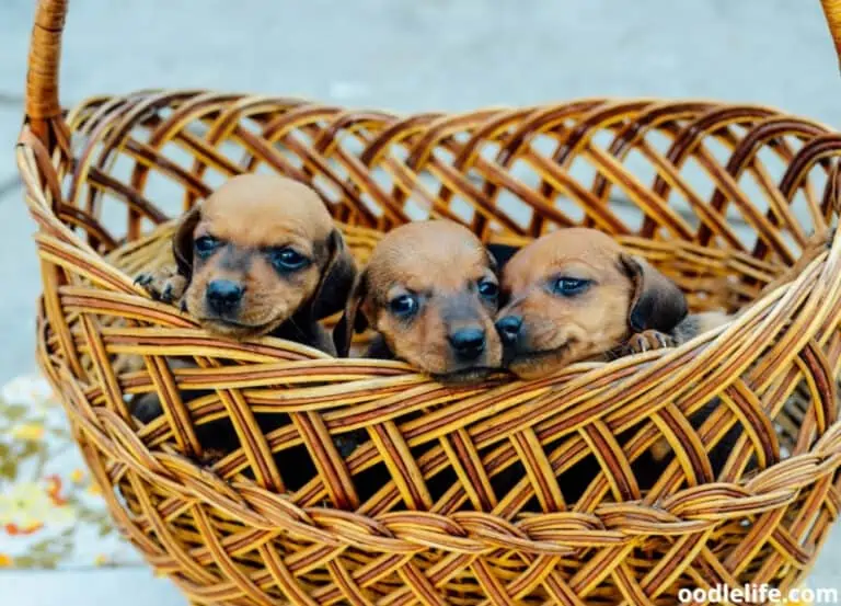 9 Best Dachshund Breeders in North Carolina (2025 Update)