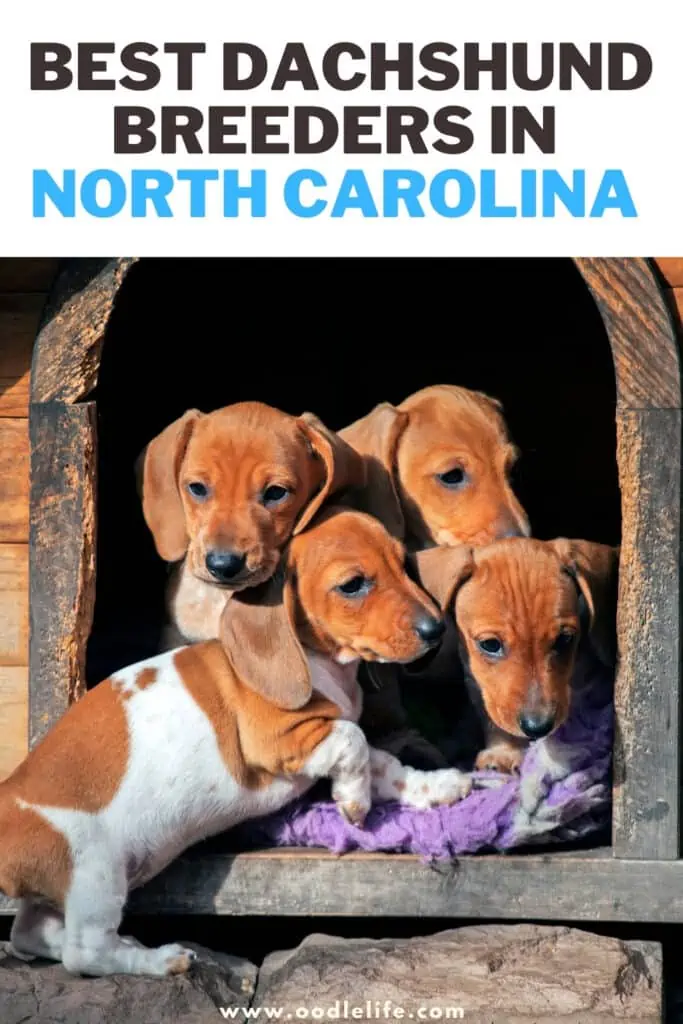 best Dachshund breeders in North Carolina