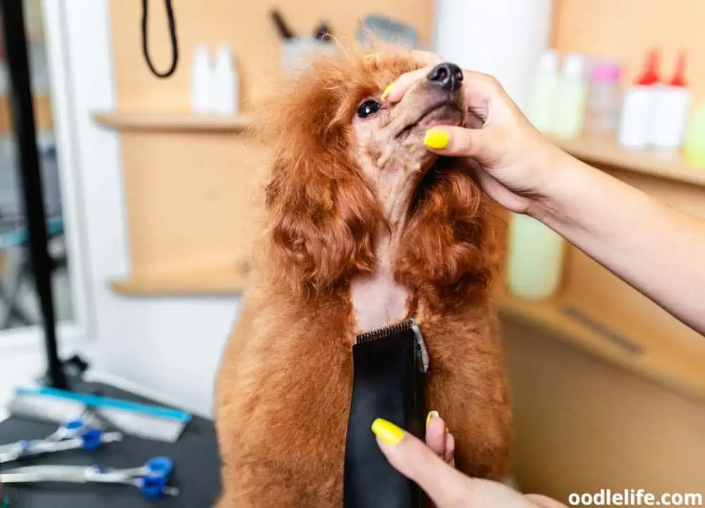 best dog clippers for poodles