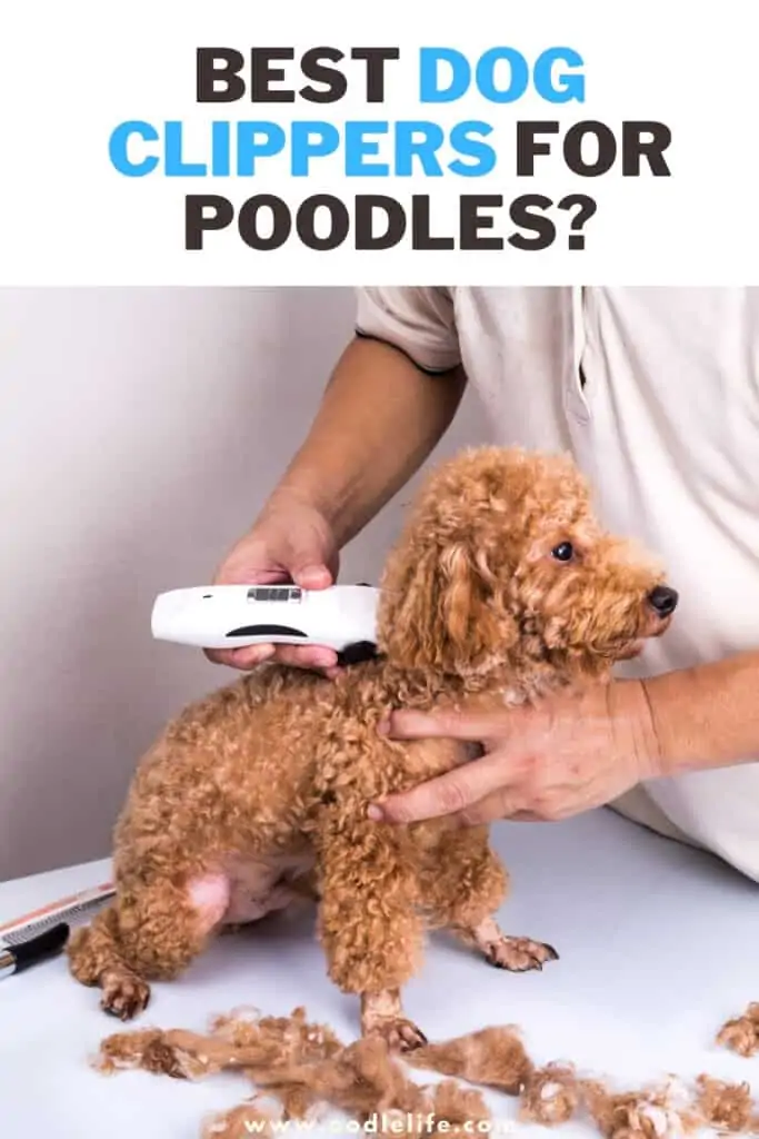 best dog clippers for poodles