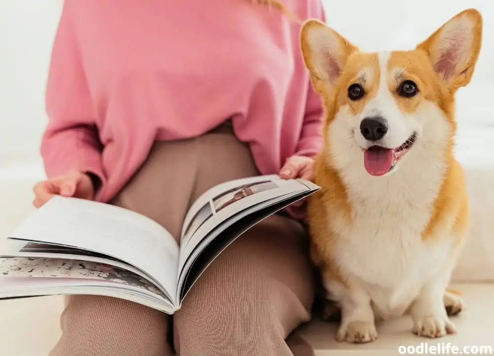 best dog grooming books