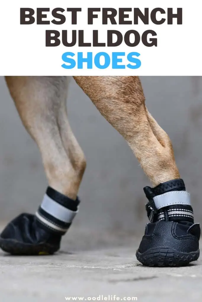 best French Bulldog shoes