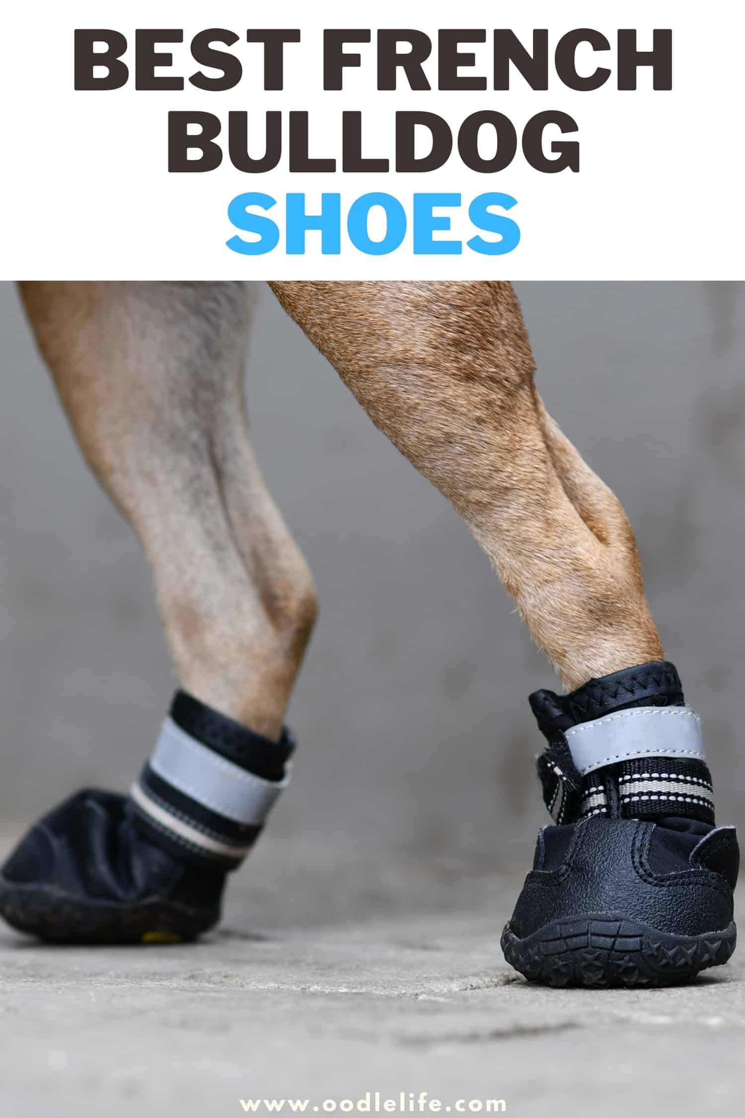 What Are The Best French Bulldog Shoes (2023 Update) Oodle Life