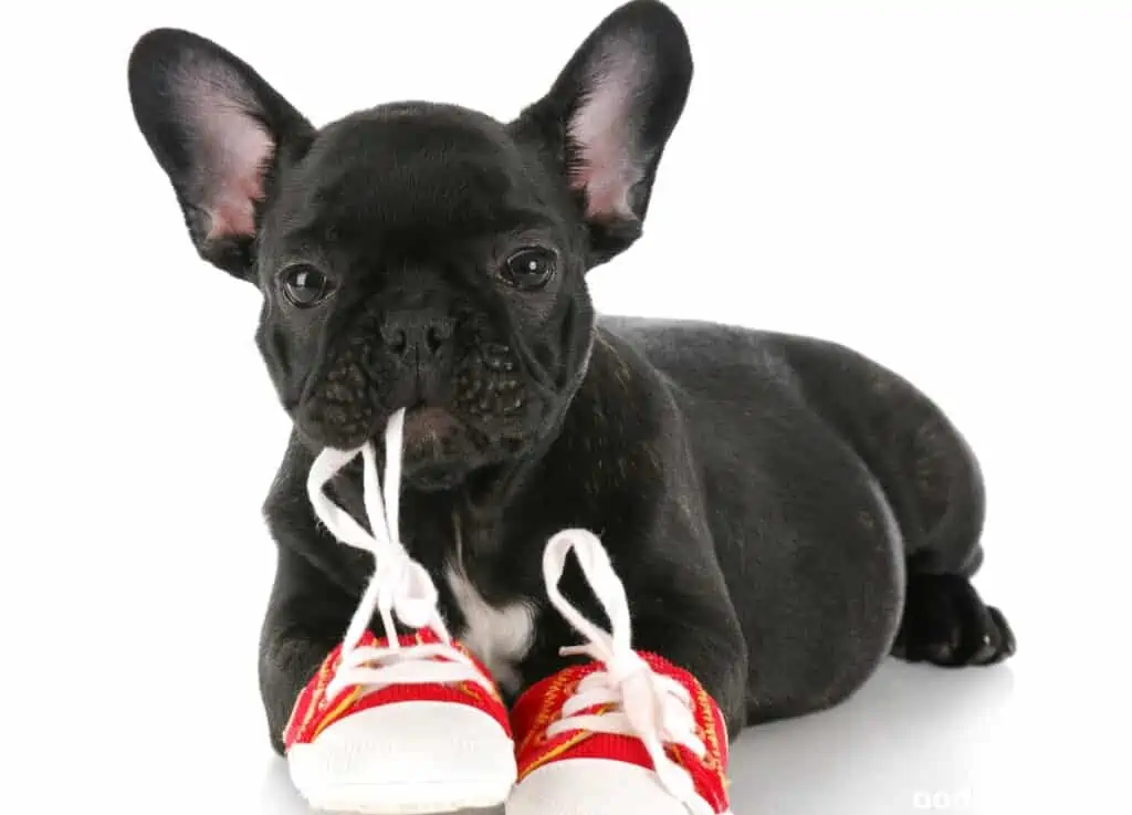 best French Bulldog shoes