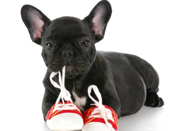 What Are the Best French Bulldog Shoes 2022