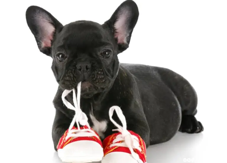 What Are the Best French Bulldog Shoes (2024 Update)