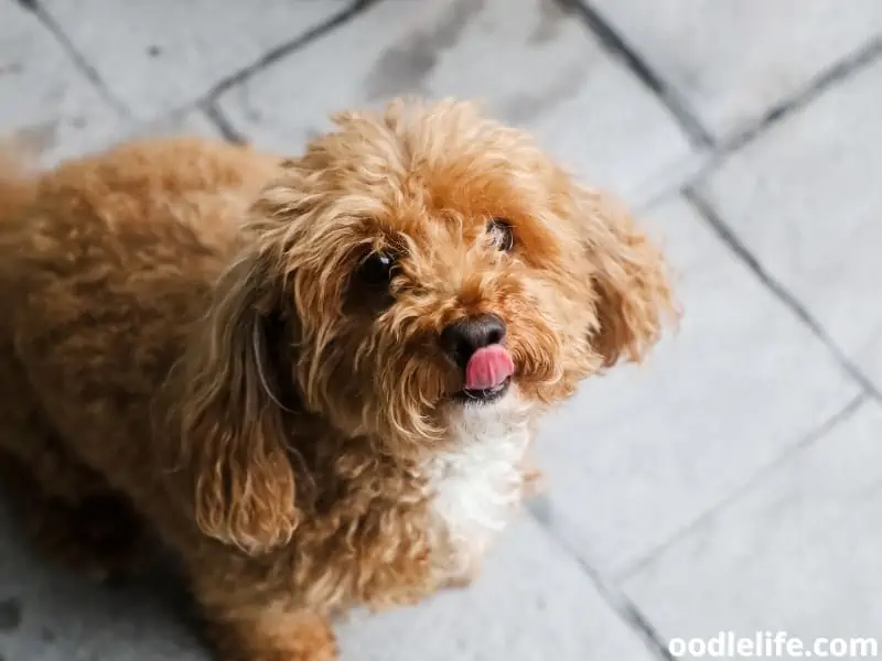 bichpoo begging for a treat