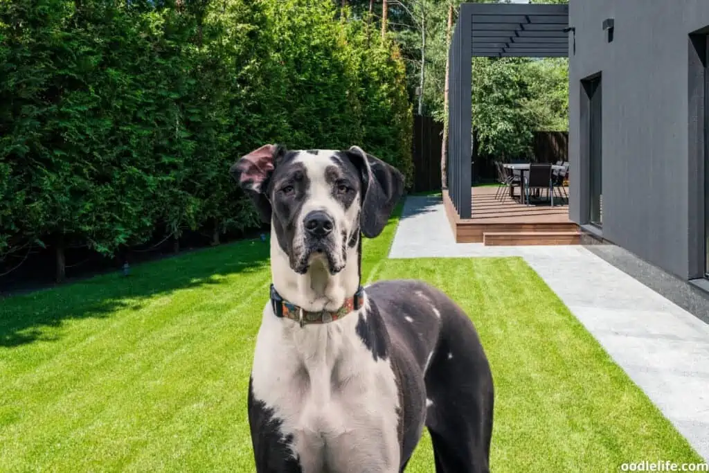 a big great dane dog stands in a yard