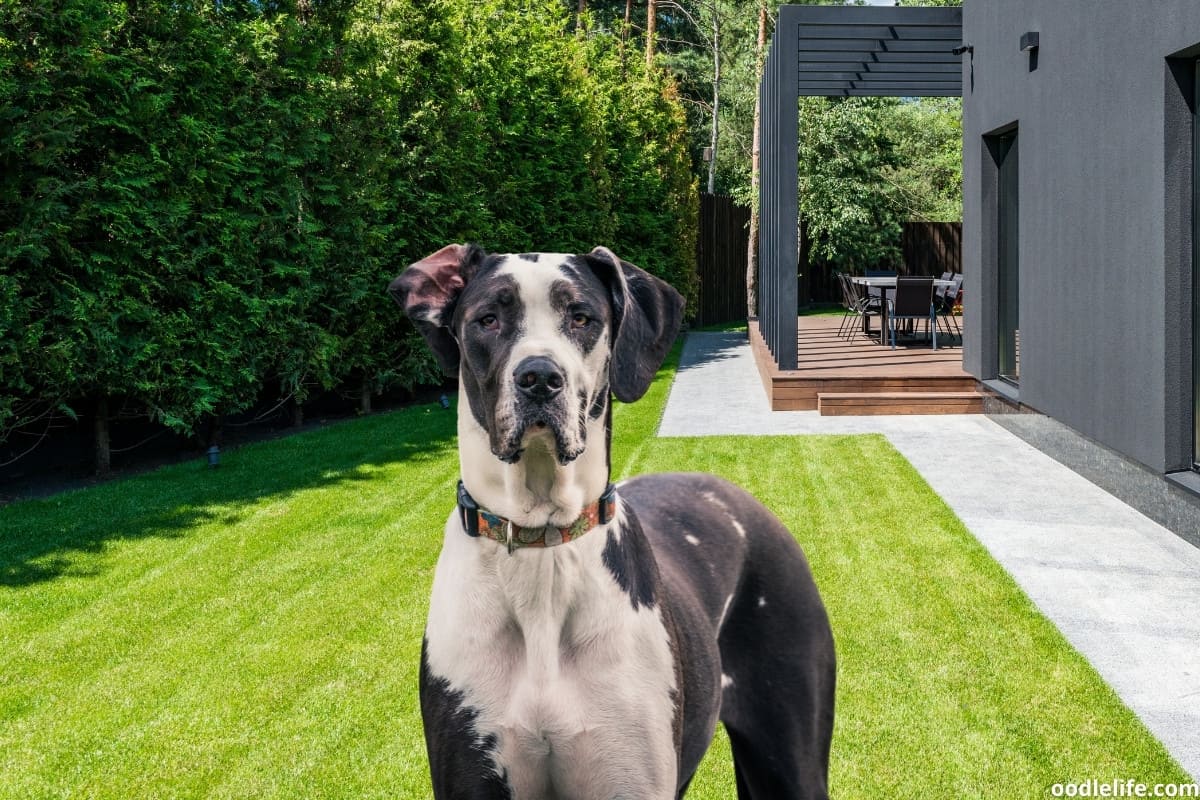Do Great Danes Bark A Lot? [Help] Oodle Life