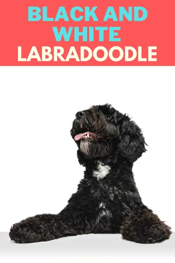 black and white labradoodle