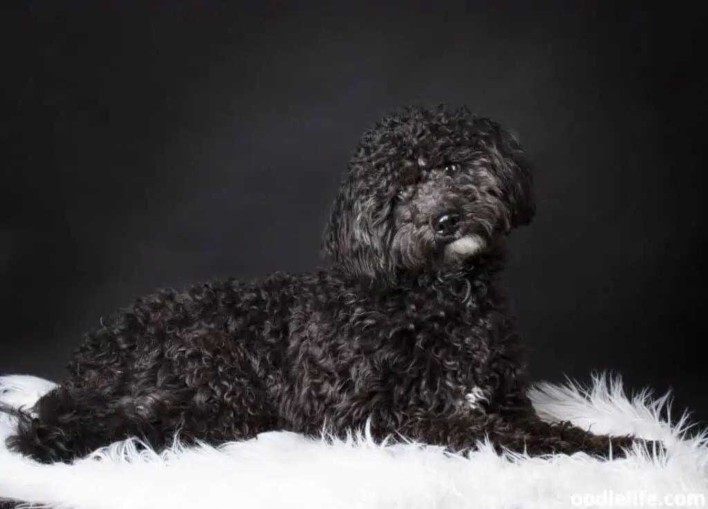 black and white labradoodle
