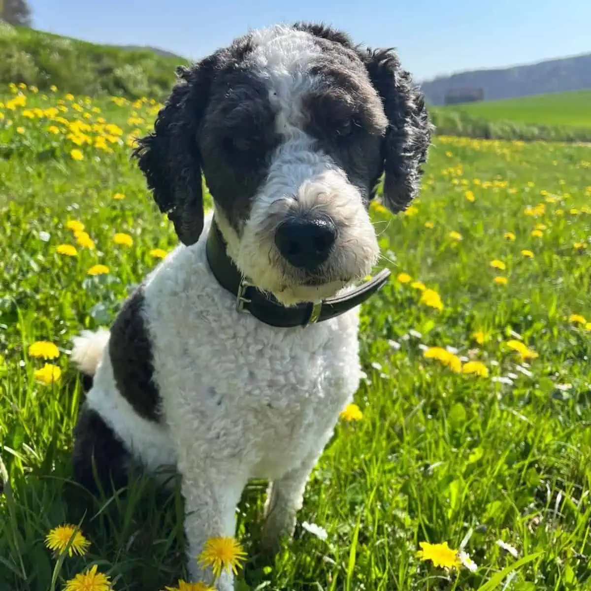 black and white Labradoodle during summer