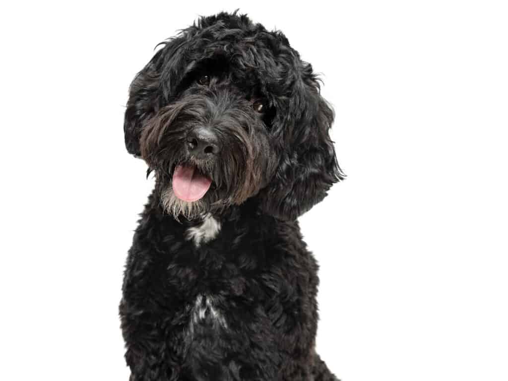 black labradoodle with white patch