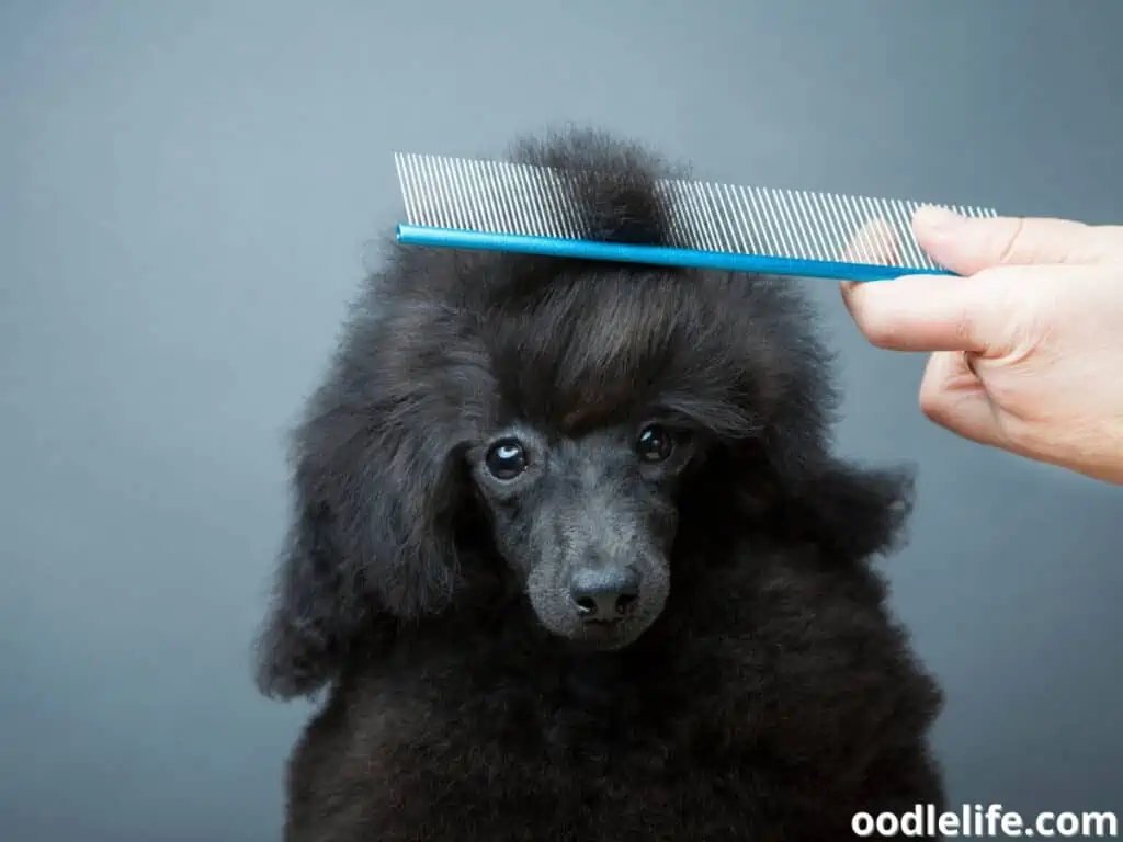 black Poodle comb