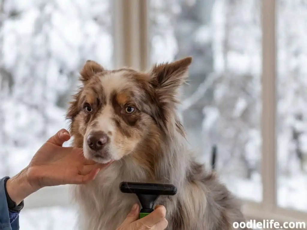 Border Collie coat trimming