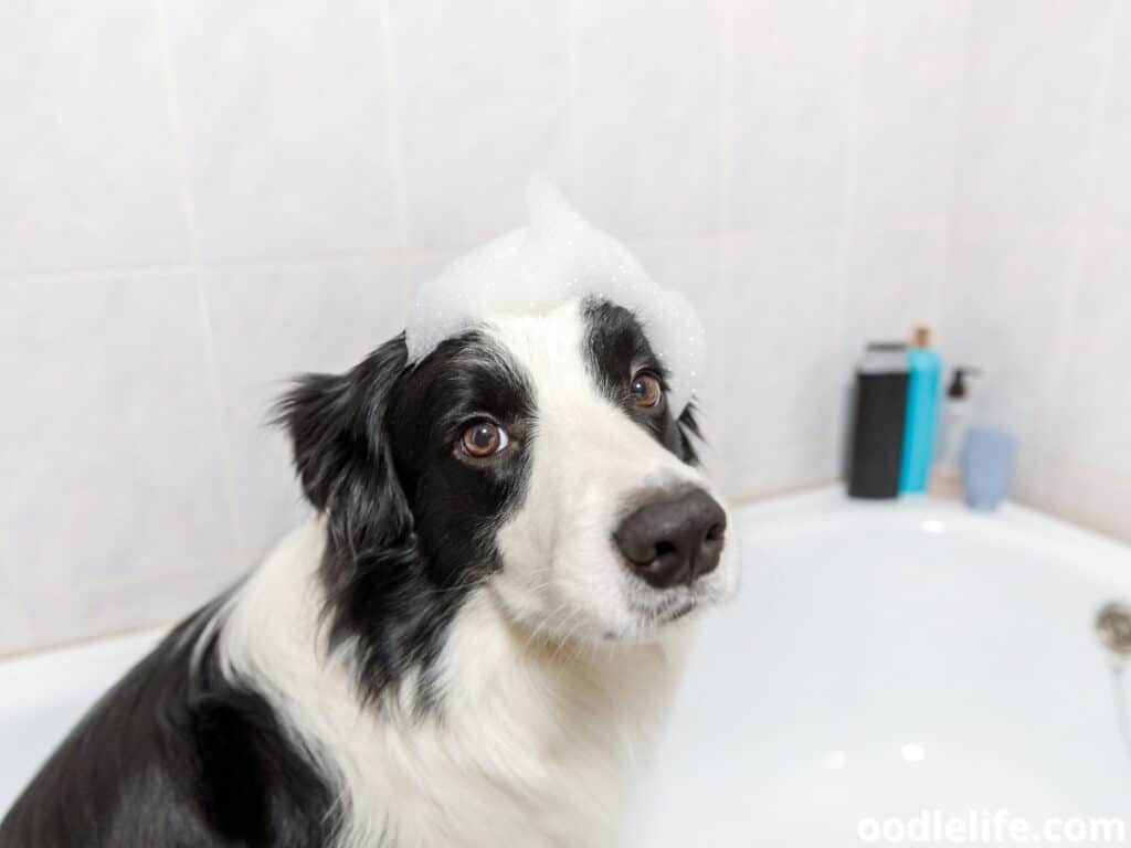 Border Collie getting a bubble bath