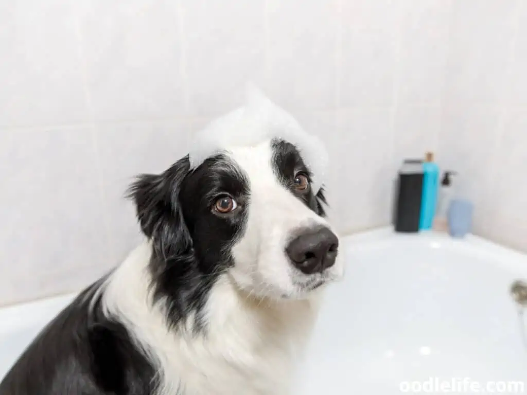 Border Collie getting a bubble bath