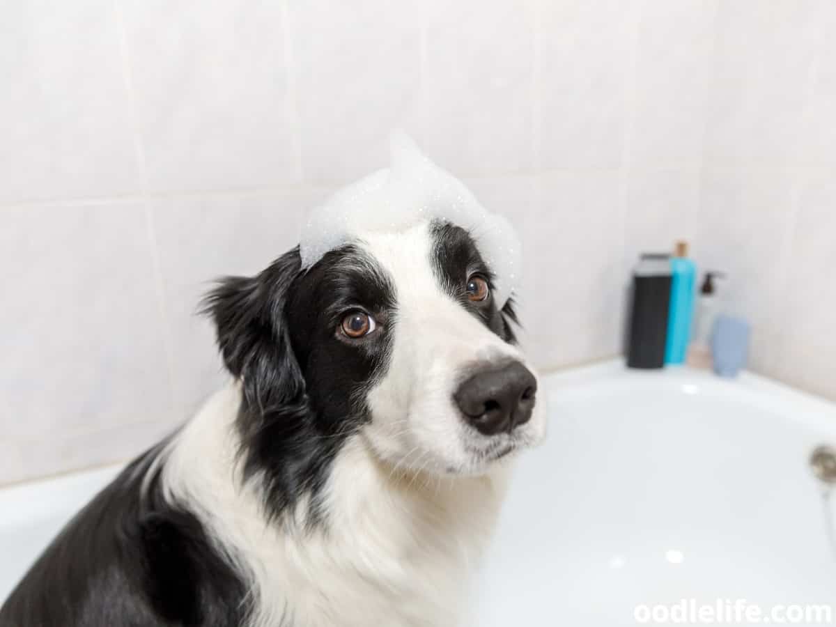 7 Best Dog Shampoos For Itchy Skin Relief (2023) Oodle Life