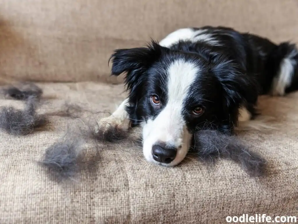 Border Collie shedding