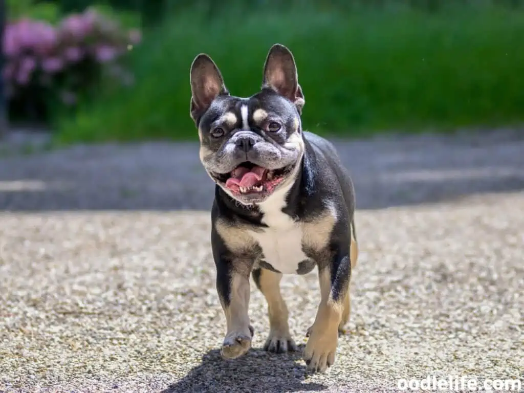 Boston Terrier approaching